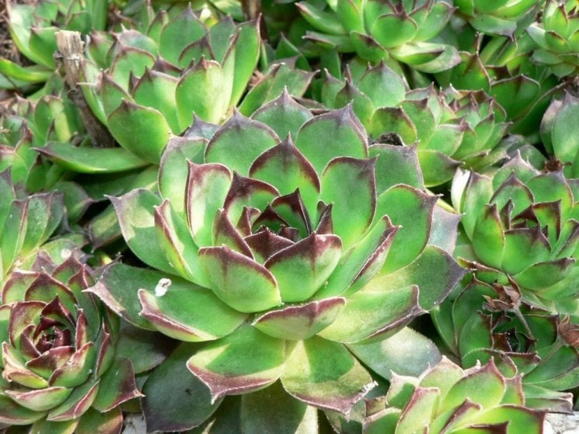 Sempervivum con rosetas hijas alrededor de la roseta madre