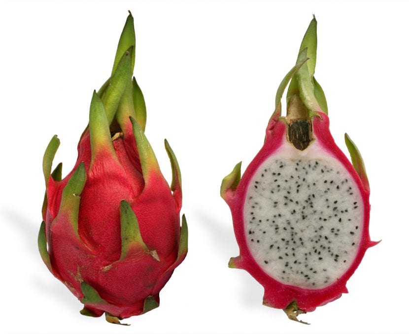 Ejemplar adulto de pitaya obtenido de semilla