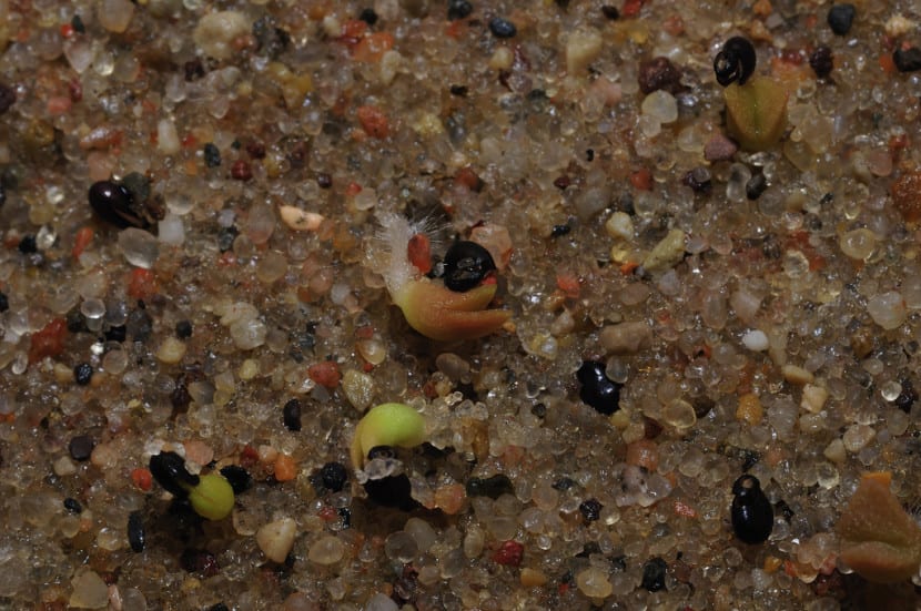 Semillas de cactus germinando en semillero