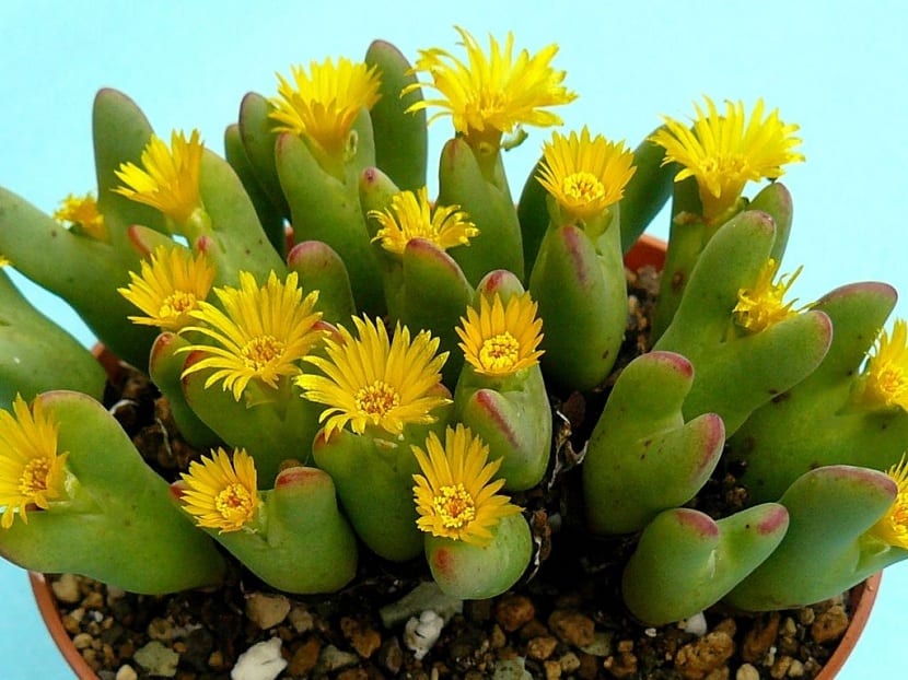 Cuerpos globosos de Conophytum agrupados en un ejemplar adulto