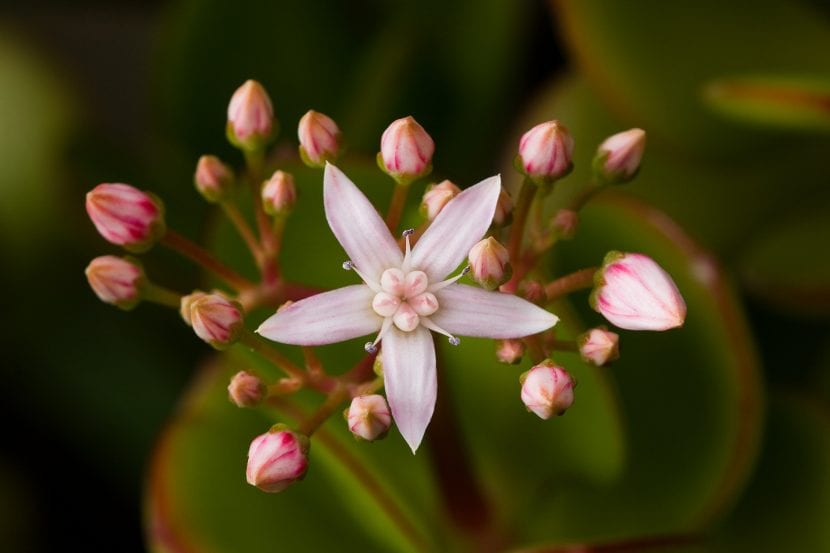 Floración blanca invernal de Crassula ovata