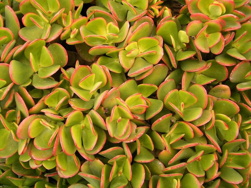 Hojas de Crassula ovata con el margen enrojecido por el sol