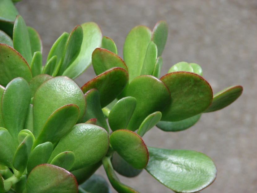 Ejemplar adulto de Crassula ovata con tronco formado