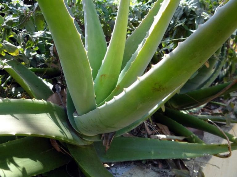 Planta de Aloe vera sana con hojas carnosas y erguidas