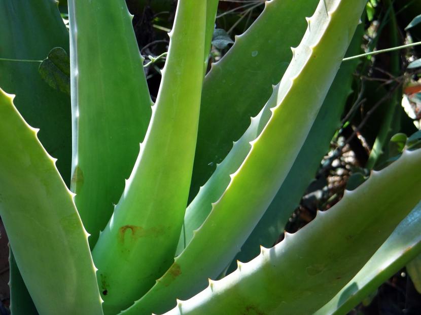 Enfermedades y plagas del Aloe vera: síntomas y tratamiento