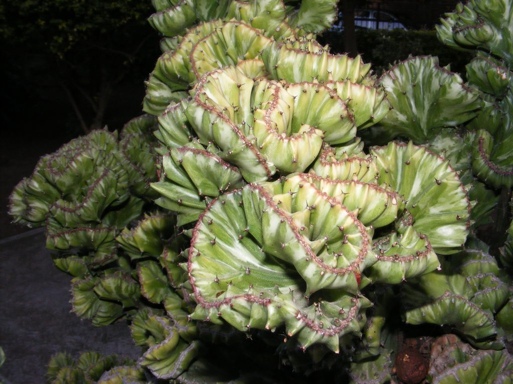 Euphorbia lactea: el látex, el injerto y la cresta