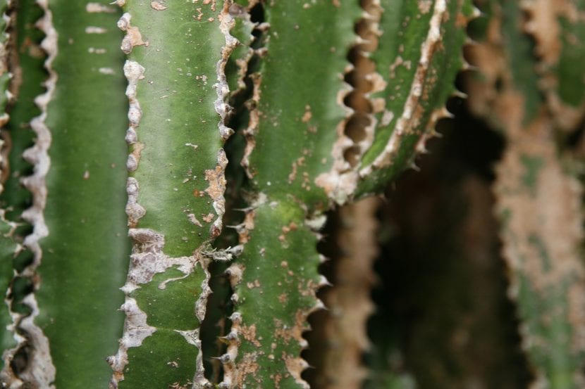 Tallos triangulares de Euphorbia trigona con hojas en el borde de las costillas