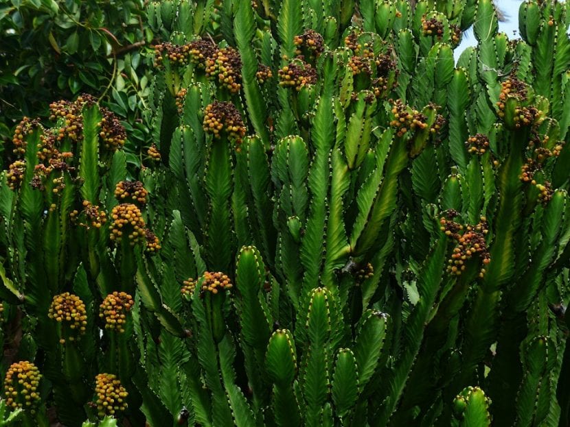 Euphorbia trigona adulta de porte columnar en maceta