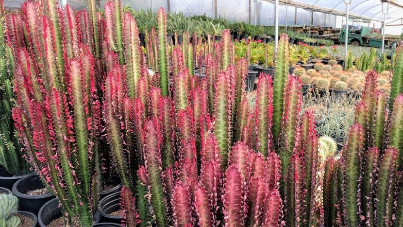 Euphorbia trigona 'Rubra' con tallos y hojas de tono rojizo