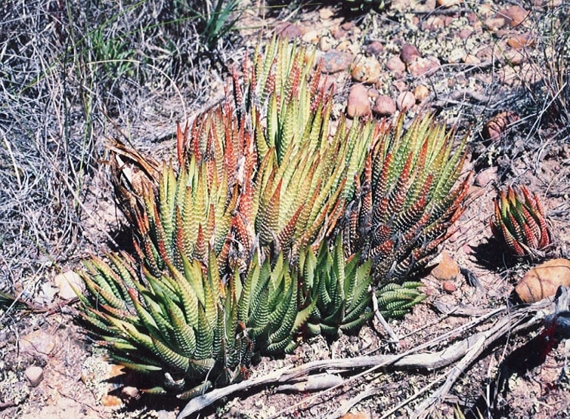 Planta cebra en su hábitat natural, protegida entre matorral y piedras