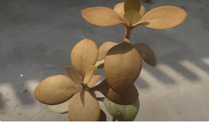 Kalanchoe orygalis – Cuidado de la planta  cucharas de cobre