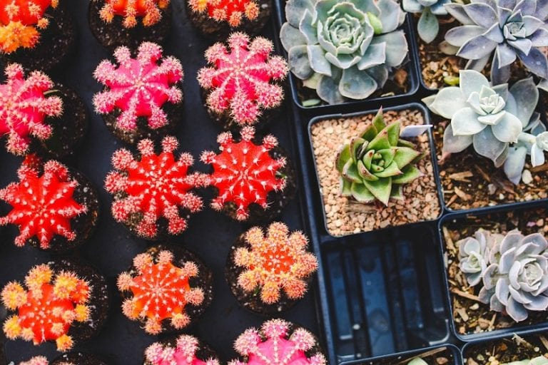 Composición de plantas suculentas en macetas