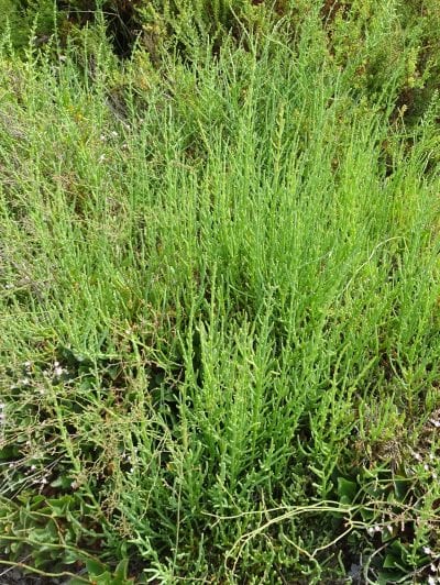 Planta de Salicornia ramosissima con sus tallos articulados