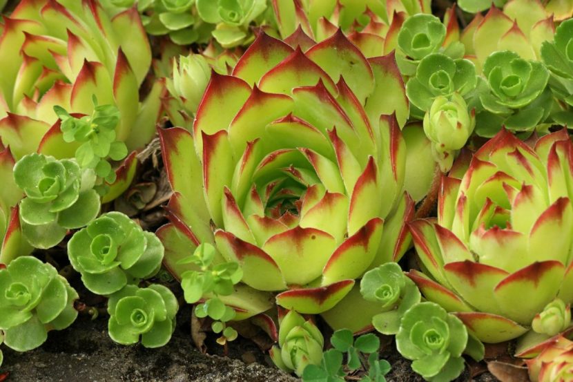Floración rosada de Sempervivum tectorum sobre su tallo alargado