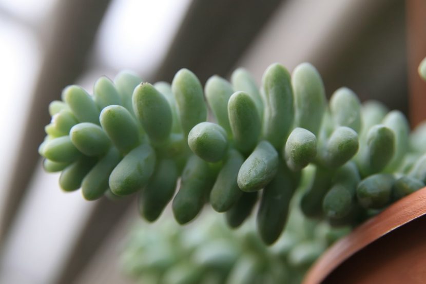 Sedum morganianum, cola de burro, con sus tallos colgantes