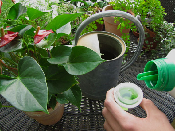 Abonar las plantas: ¿por qué, cuándo, de qué manera?