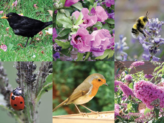 Los animales más útiles del jardín