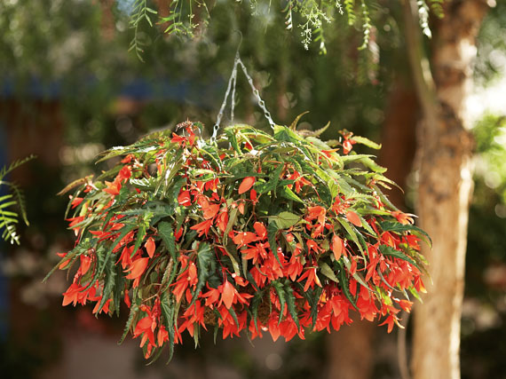 Una cesta colgante hecha por ti