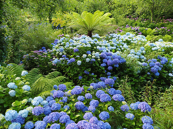 Cómo podar las hortensias para alargar la floración