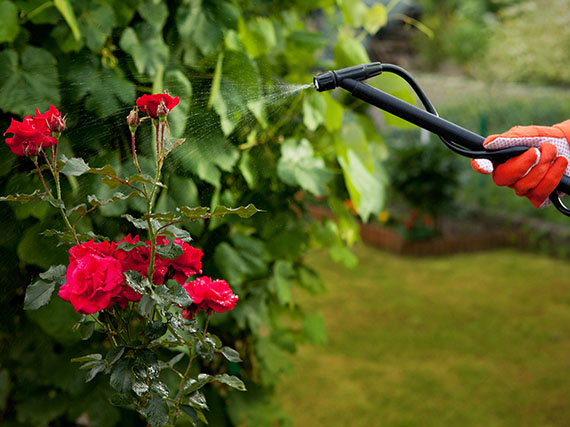 Cómo usar correctamente los fitosanitarios