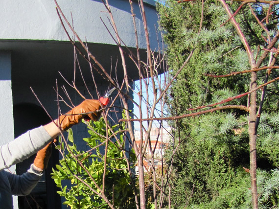 ¿Cuándo toca podar los arbustos de flor?