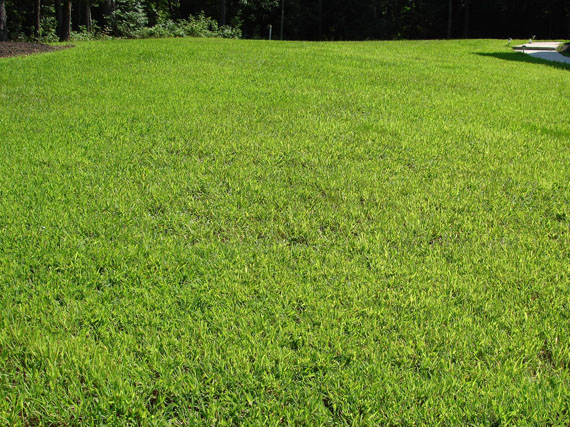 Cuidados del césped: cómo conseguir una pradera de foto