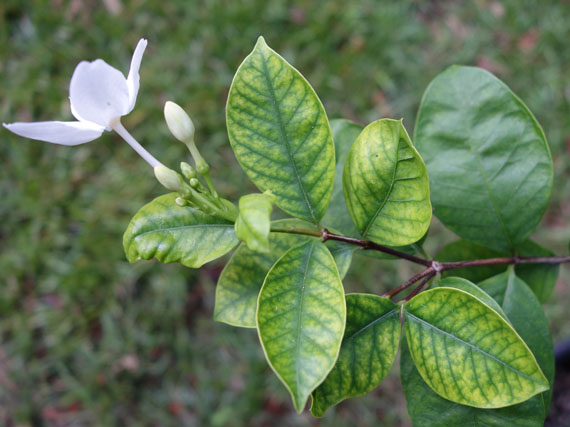 Detecta y corrige las carencias de tus plantas