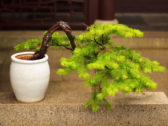 Iniciación al bonsái, ¿cómo debes cuidarlo?