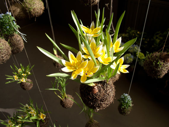 Kokedamas para un jardín suspendido
