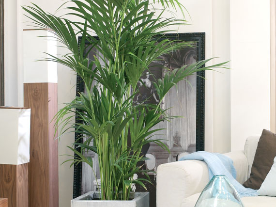 ¿Qué les pasa a tus palmeras?