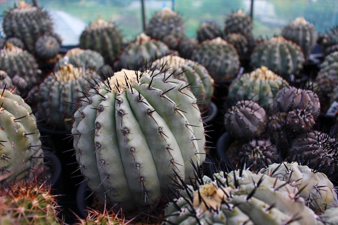 Copiapoa cinerea pruina
