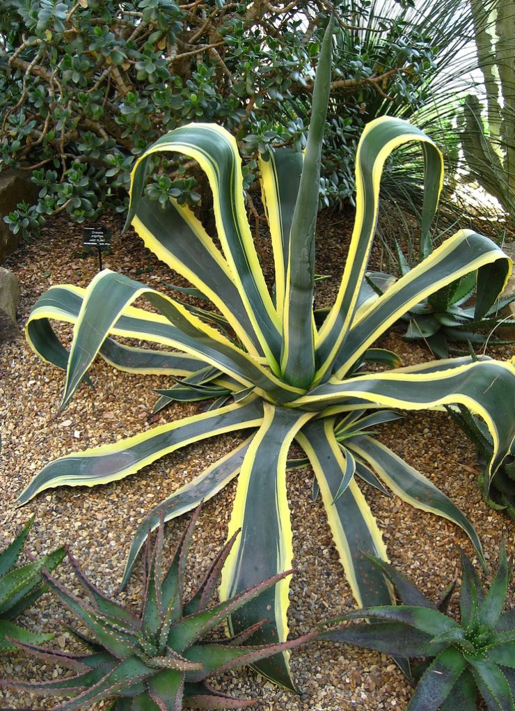 Agave variegata.