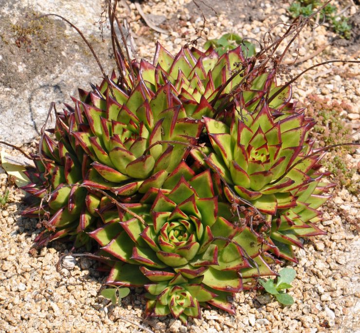 Echeveria agavoides