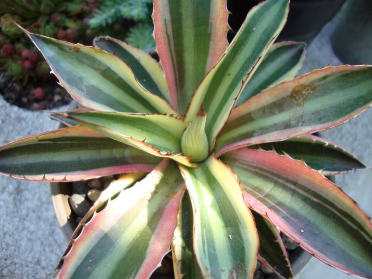 Agave lophantha