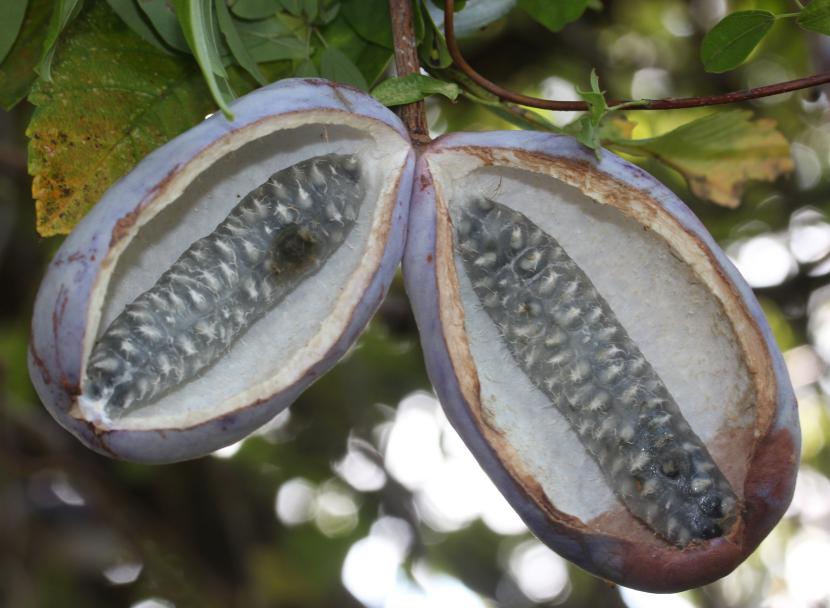 Frutos alargados de Akebia quinata abiertos