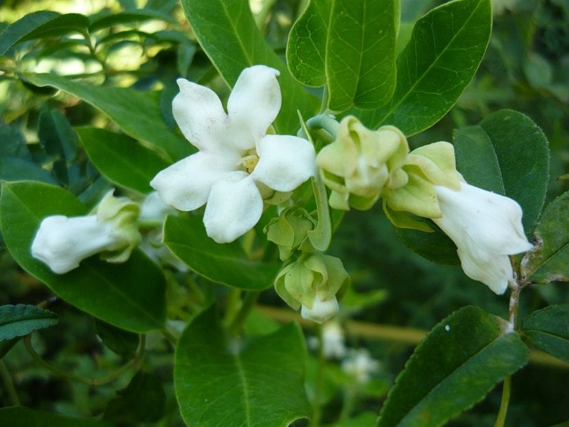 Flores blancas de Araujia sericifera, la planta cruel