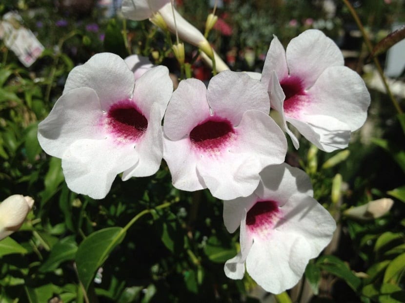 Flores blancas acampanadas de Pandorea jasminoides con la garganta granate