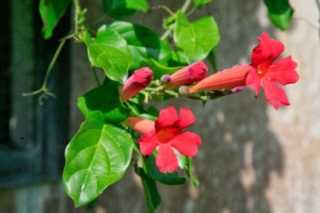 Flores tubulares acampanadas de una bignonia trepadora