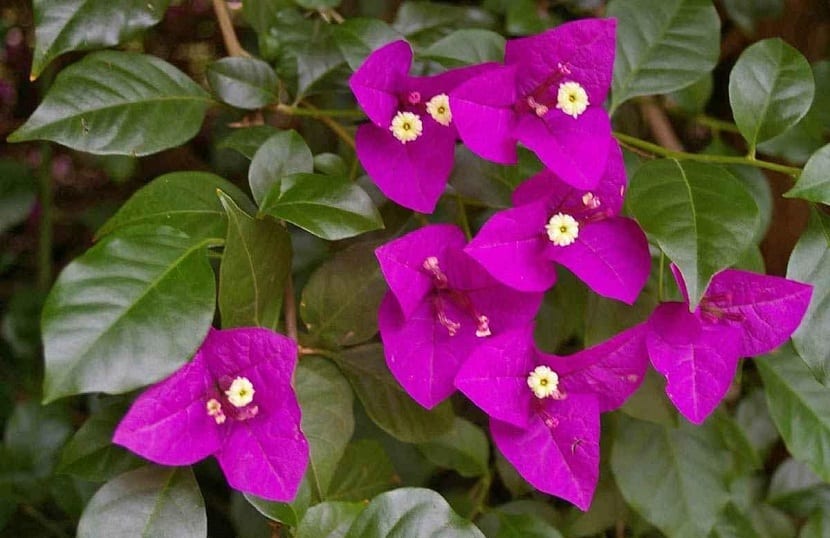 Brácteas de Bougainvillea spectabilis con las flores blancas en el centro