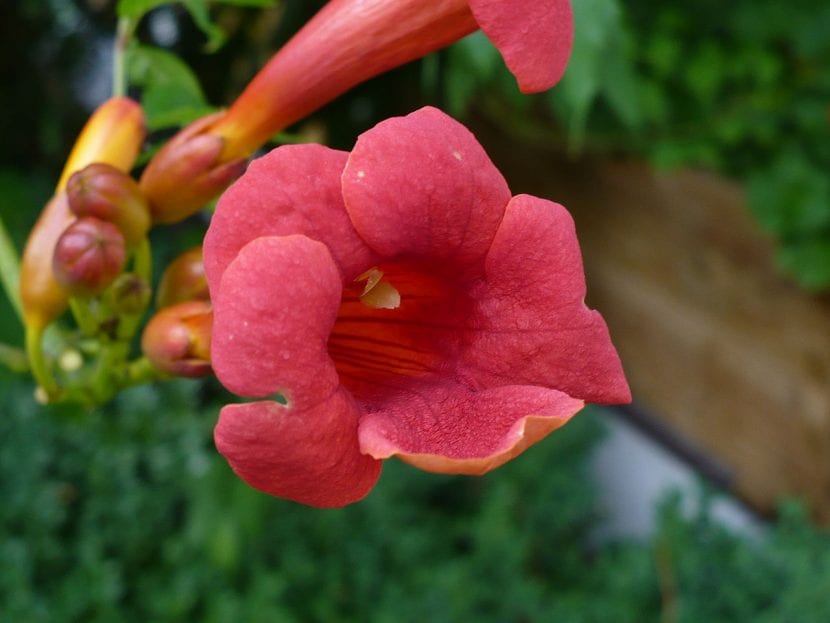 Campsis radicans en flor sobre un muro