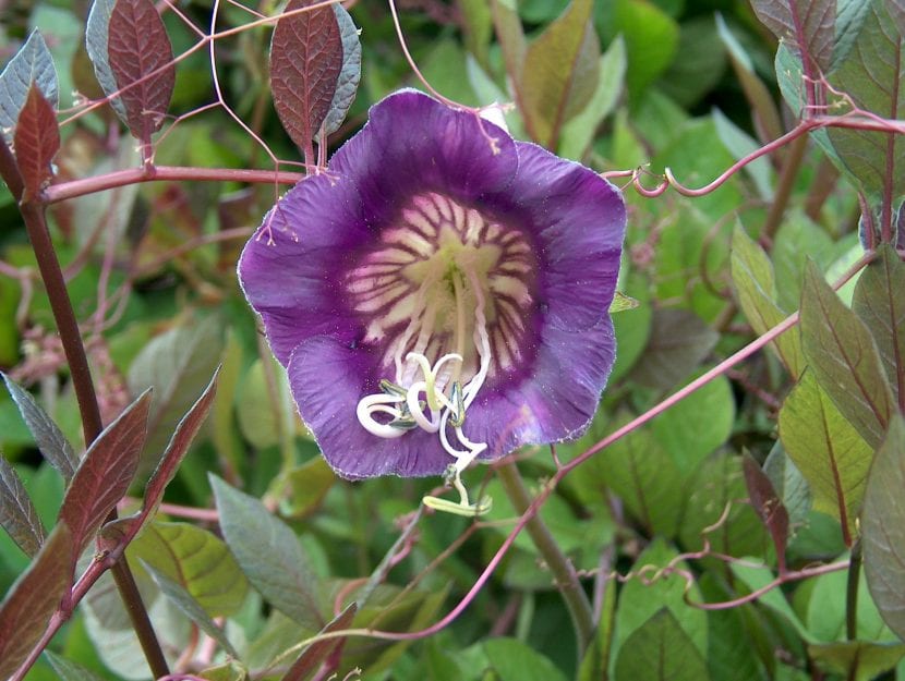 Flor violeta de Cobaea scandens con su cáliz verde