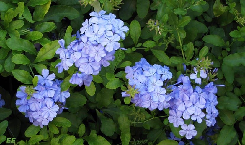 Flores azul celeste de la celestina o Plumbago auriculata