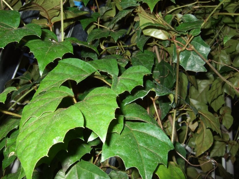 Cissus rhombifolia con su follaje trifoliolado