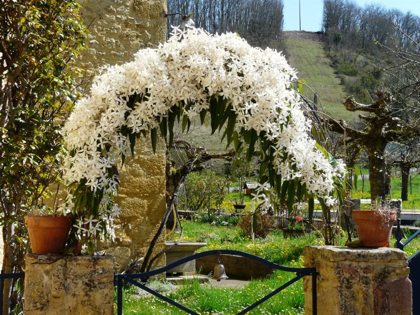 Clematis armandii en flor sobre un muro