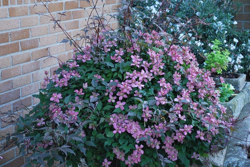 Mata de Clematis montana rosa cubriendo una estructura de jardín