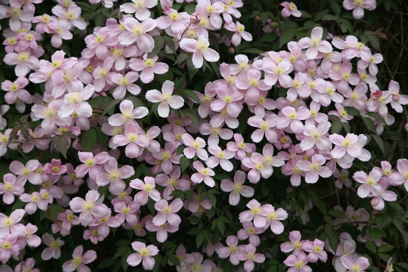 Clematis montana cubierta de flores rosas en un jardín