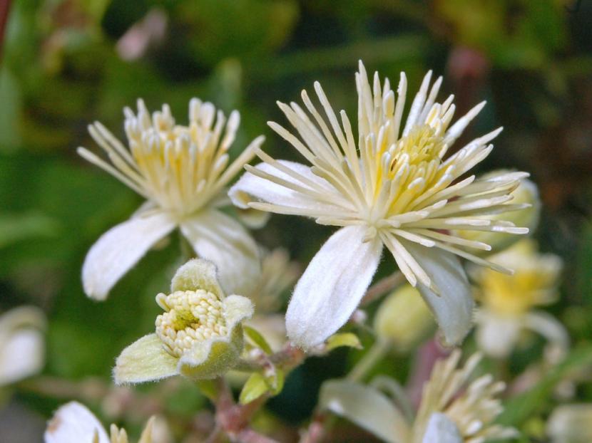 Clematis vitalba en flor sobre un seto