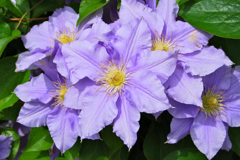 Clemátide de flor abierta en un jardín soleado
