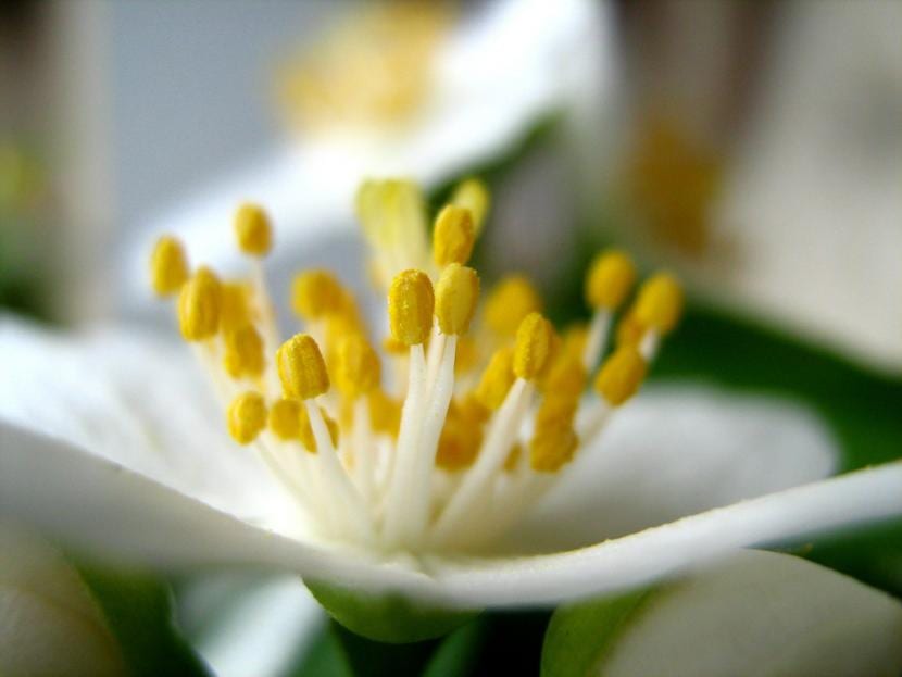 Flores blancas y perfumadas de jazmín