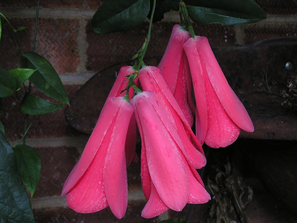 Copihue (Lapageria rosea): cultivo y cuidados en casa